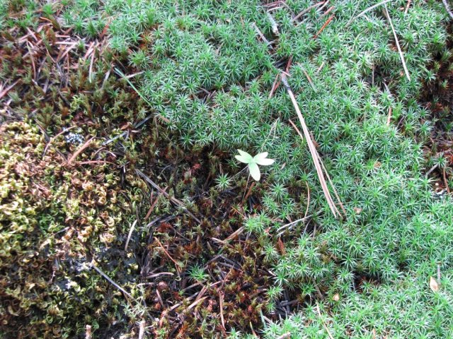 Star Moss